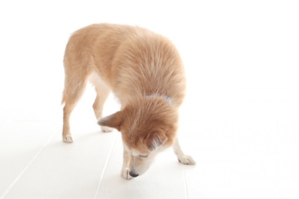 介護とペットサムネイル